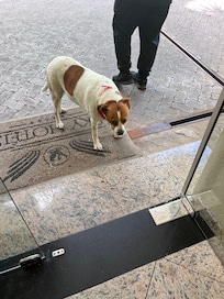 Esta é a SKY mascote do hotel! Uma graça!