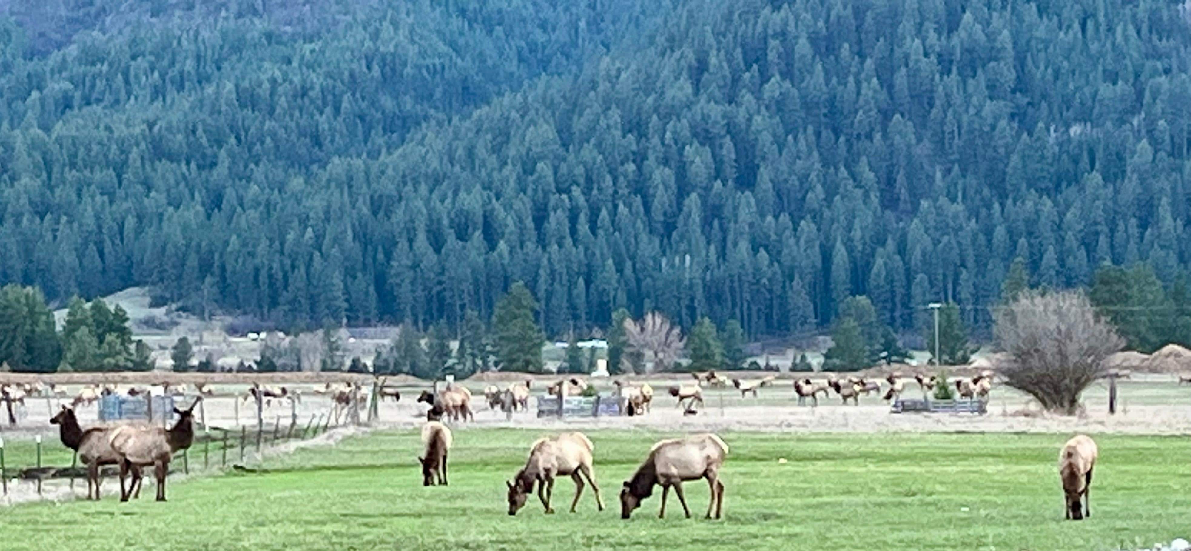 Large herd of elk close to the cabin