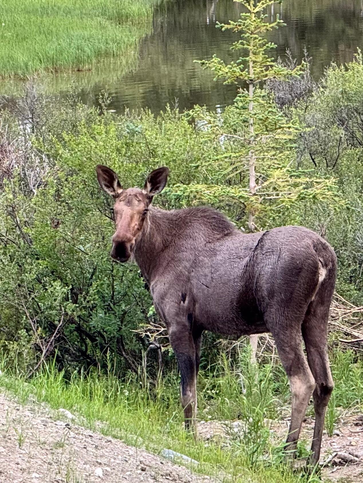 Moose in yard