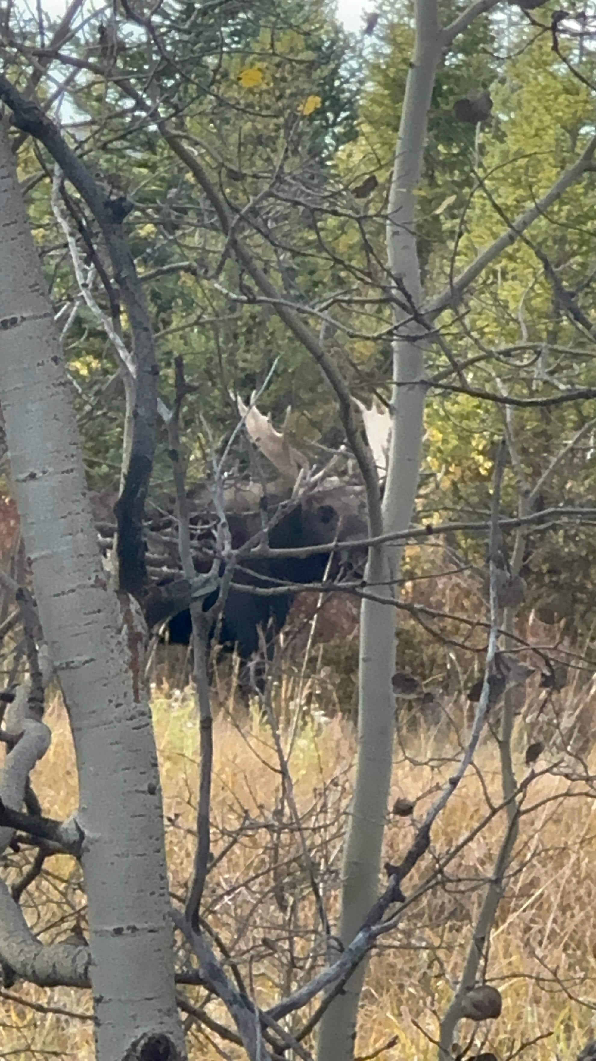 Bull moose