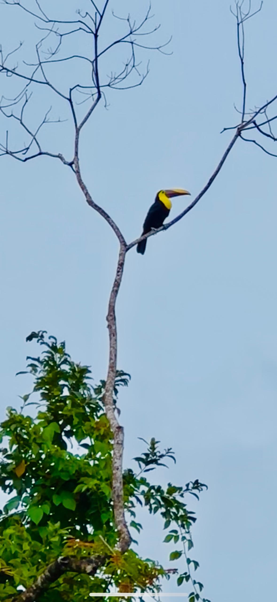 Toucan in nearby tree (zoomed in)