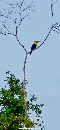 Toucan in nearby tree (zoomed in)