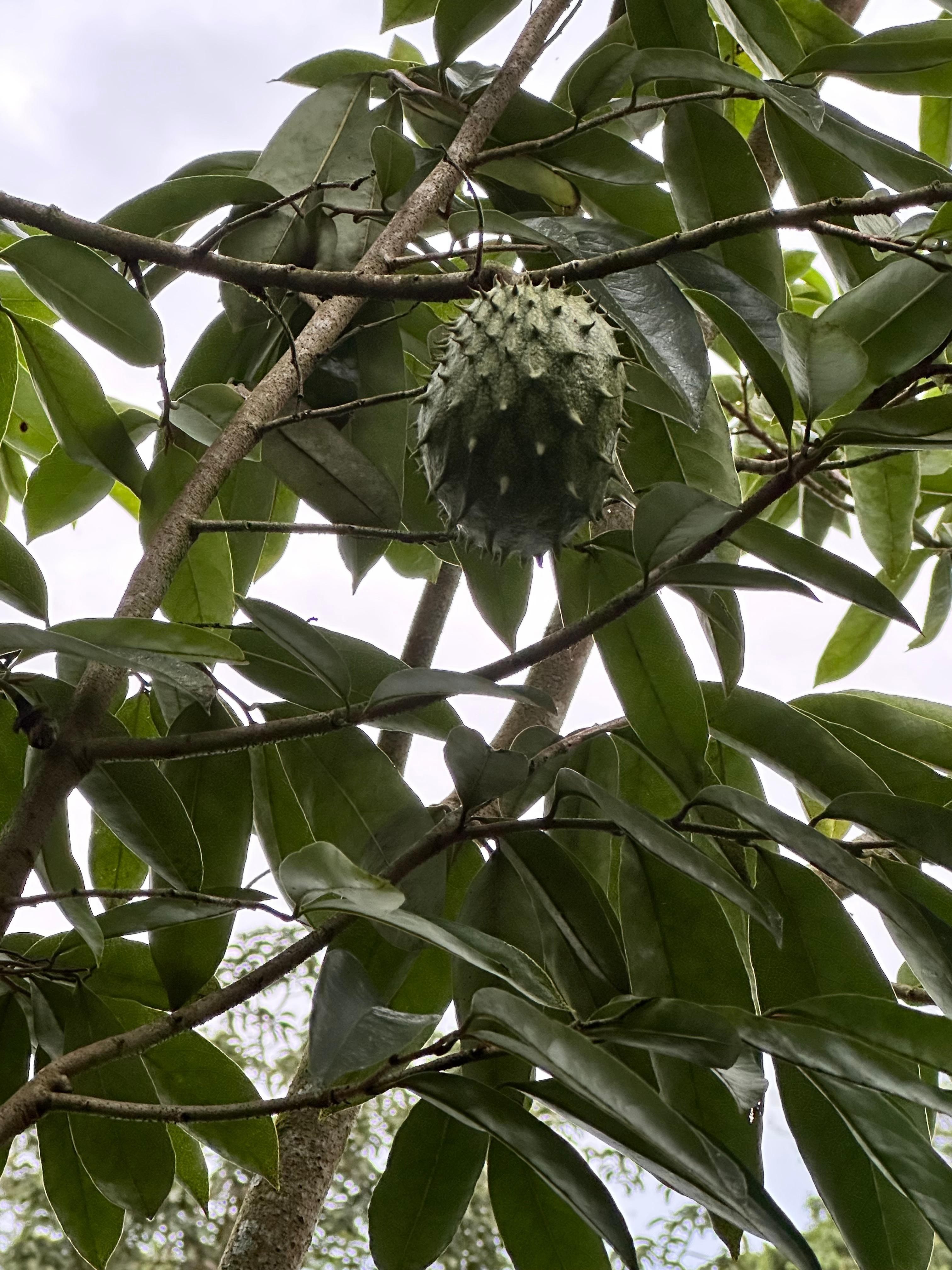 Sour sop
