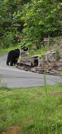 Mama and cub just in front of her making their rounds to houses looking for food