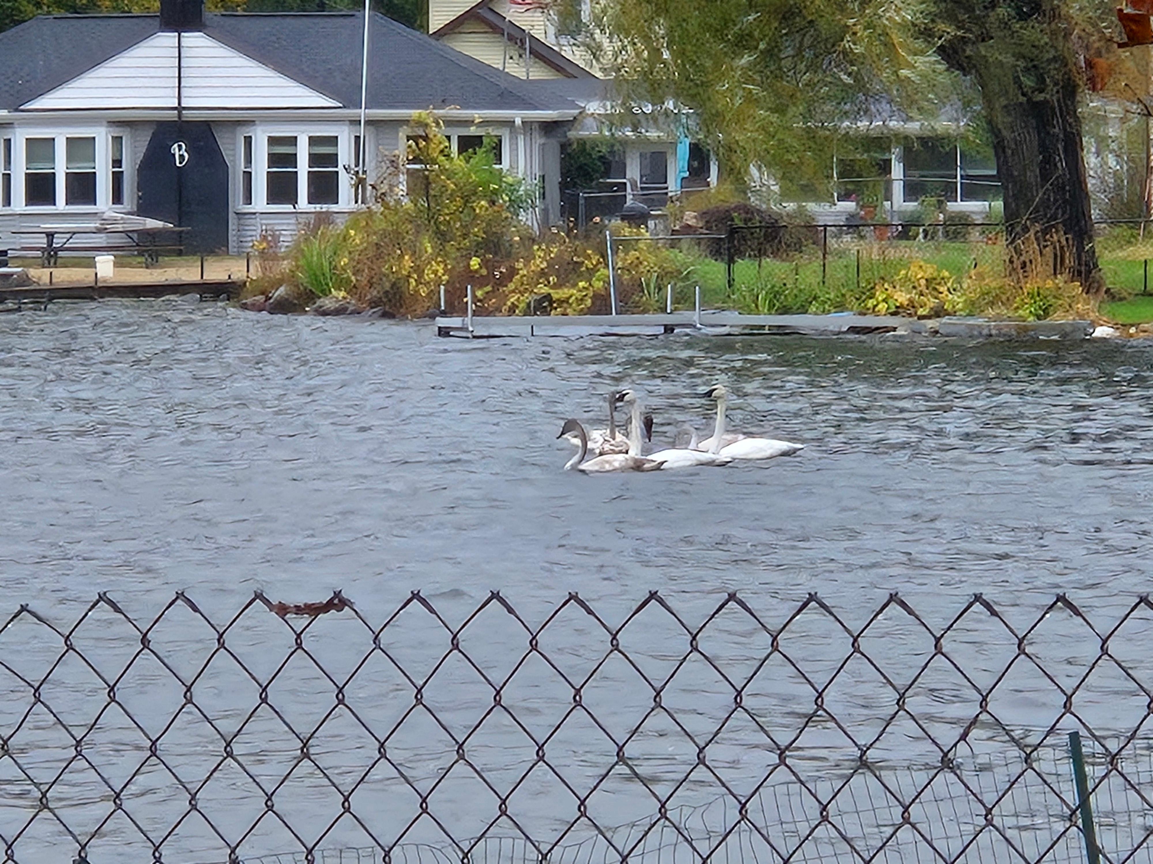 Swans on the lake