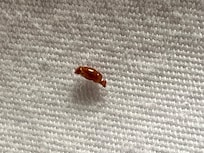 Bedbug in second bedroom