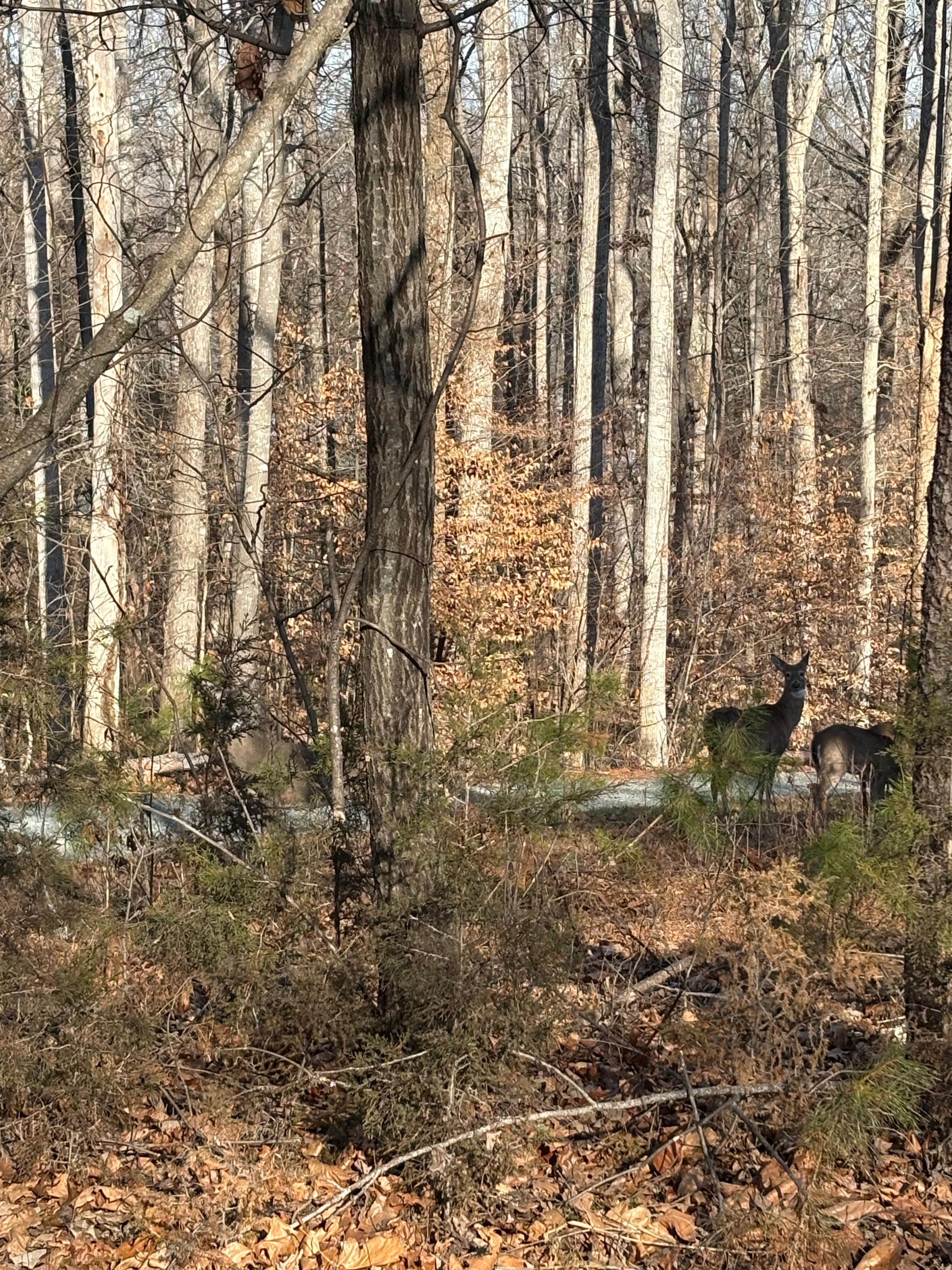 The deer came to say goodbye. 