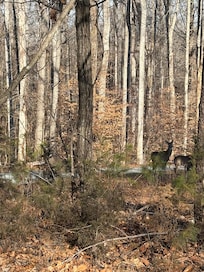 The deer came to say goodbye.