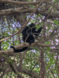 Monkey in the tree in the garden
