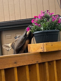 Had a visitor