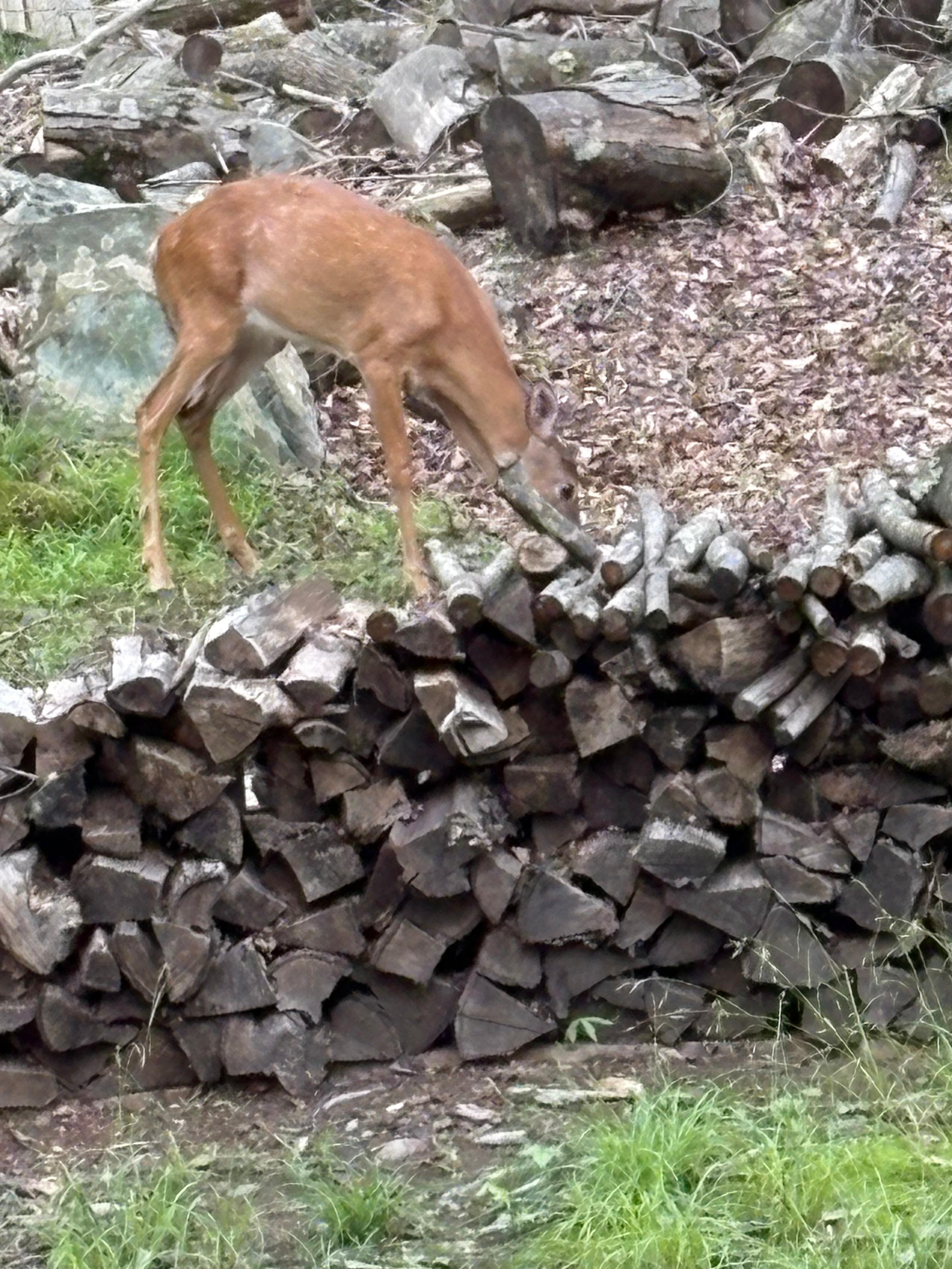 Visitors stopped by