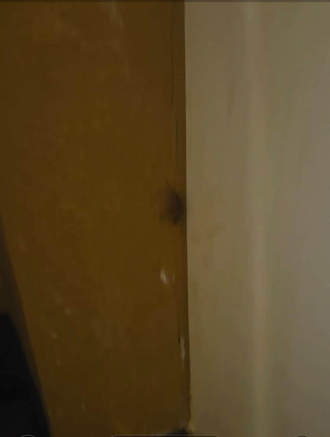 Roach on the wall