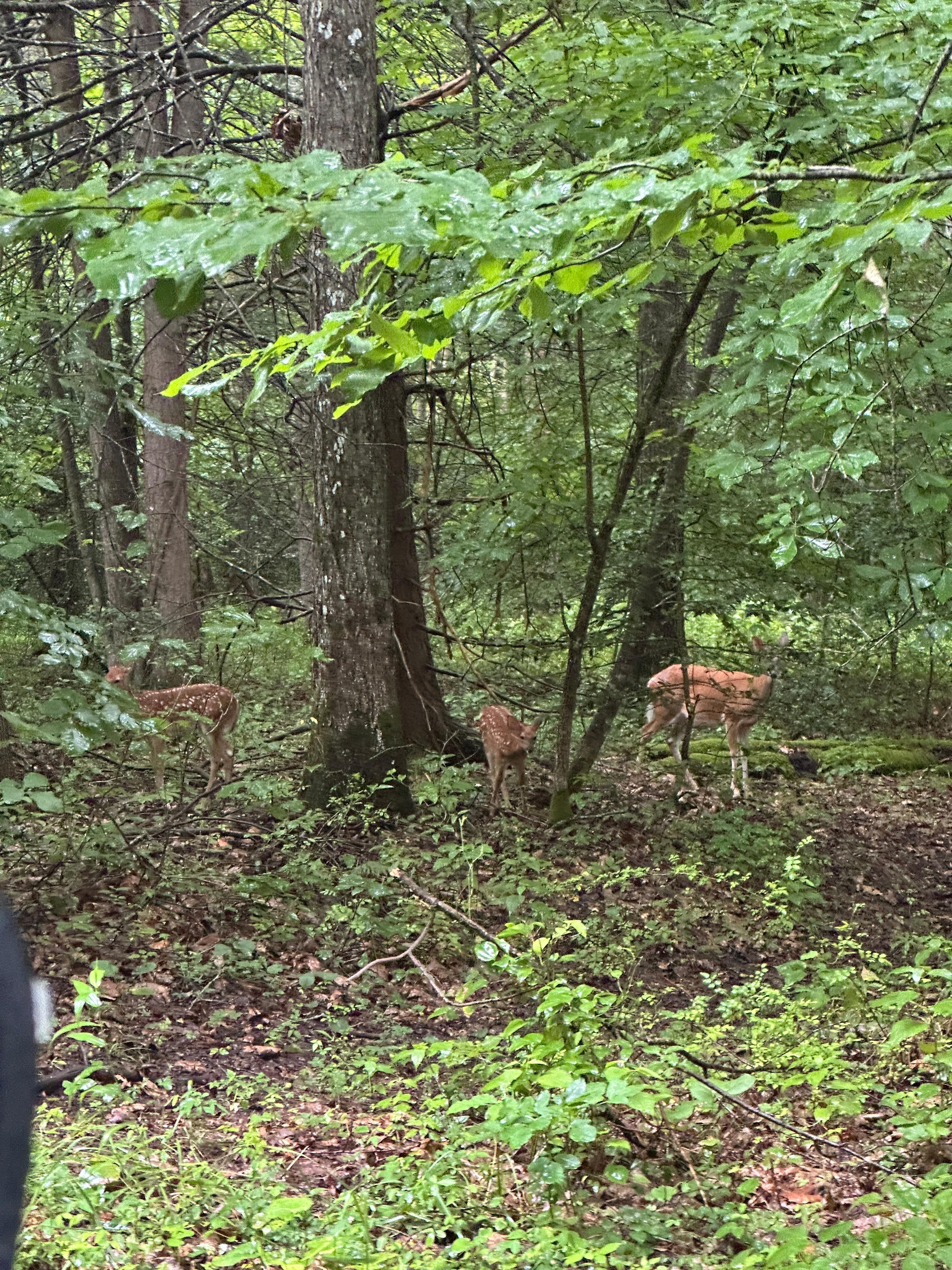 The deer were out in abundance and we watched this one roam beside the cabin. 