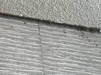 Spider and spider poop in bathroom
