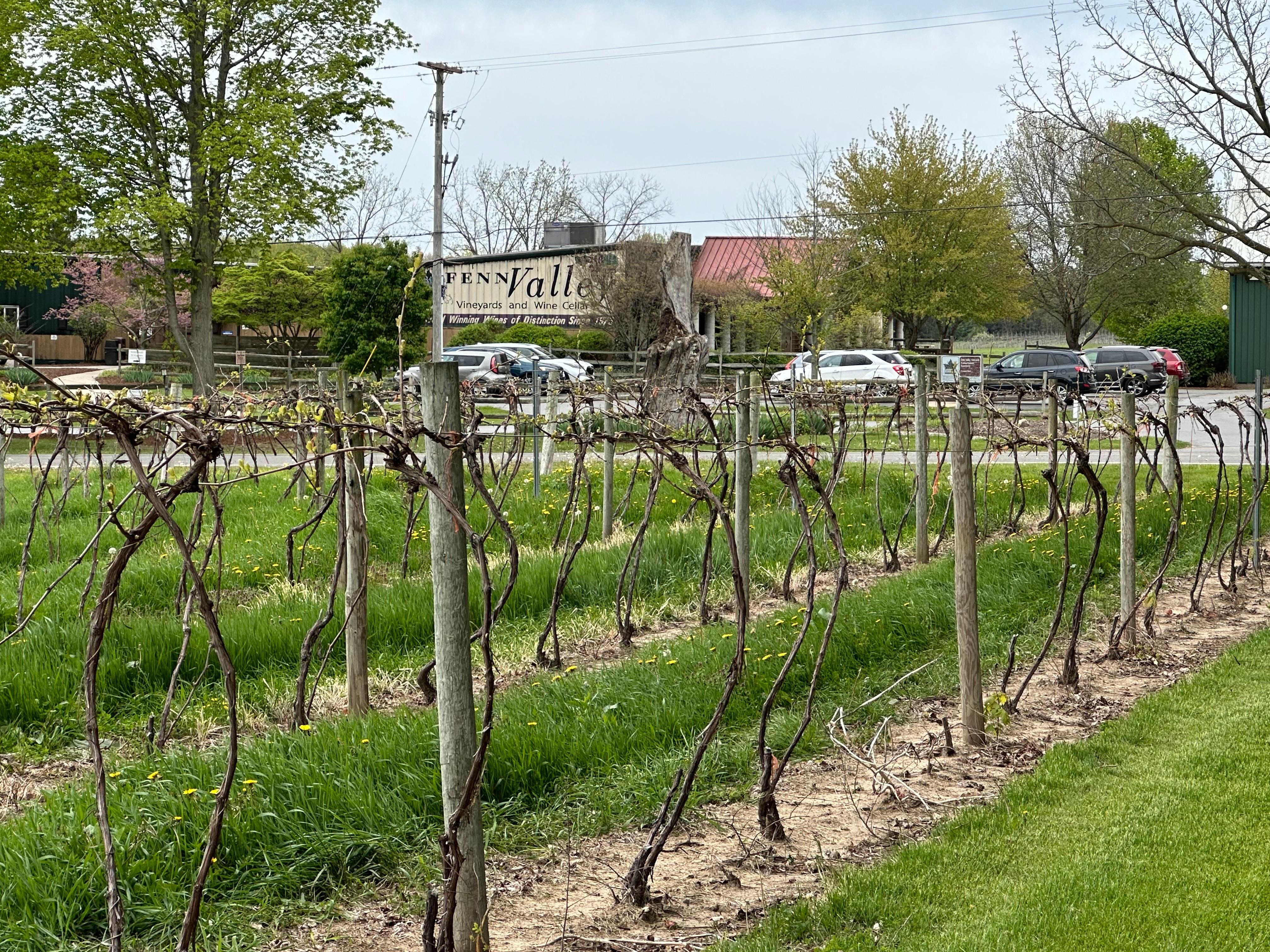 Vineyard and across the street is the winery. 