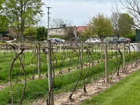Vineyard and across the street is the winery.