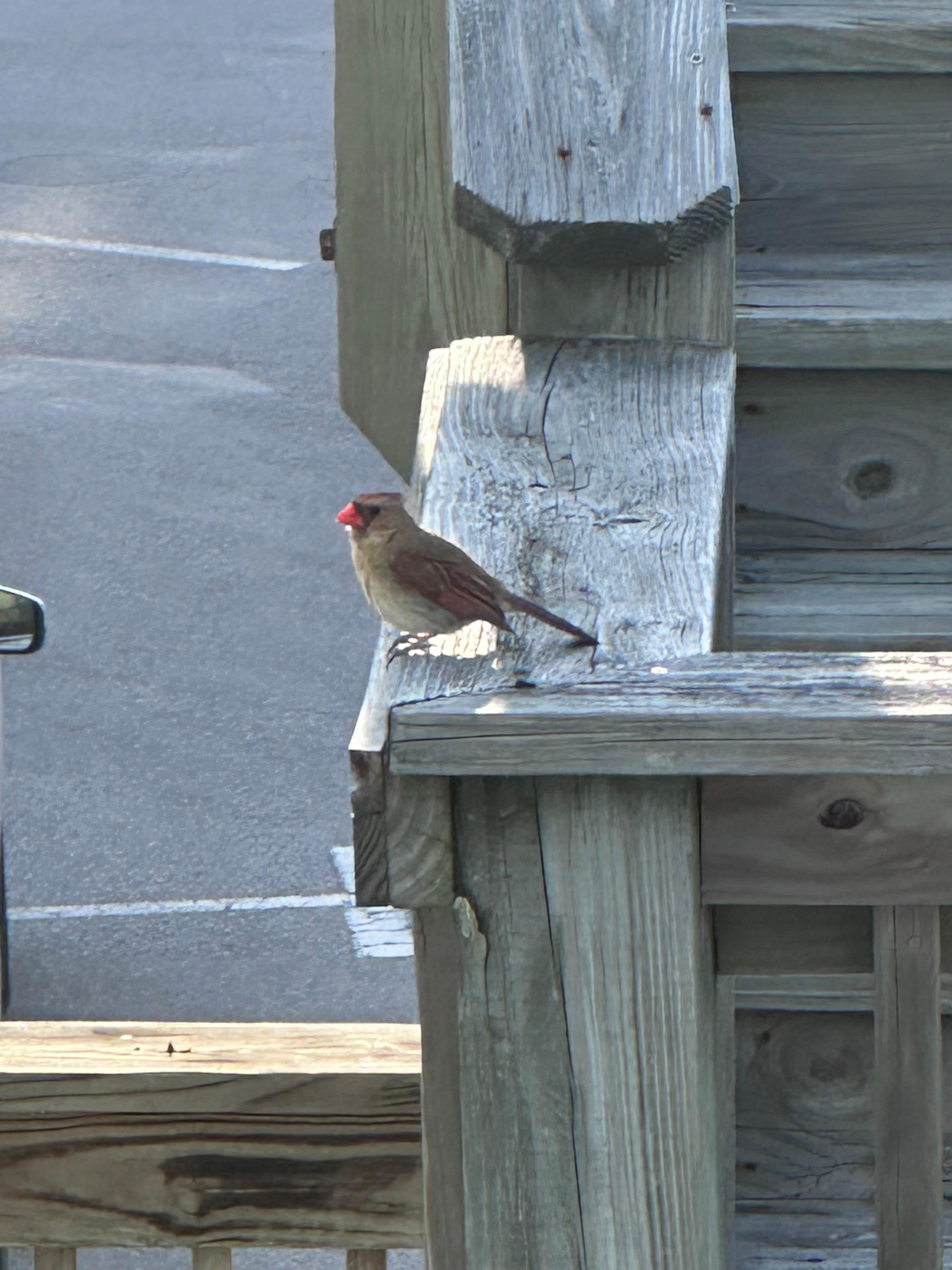 Many birds, squirrels and rabbits entertained us (female cardinal stopping by to greet us)