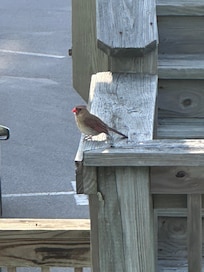Many birds, squirrels and rabbits entertained us (female cardinal stopping by to greet us)