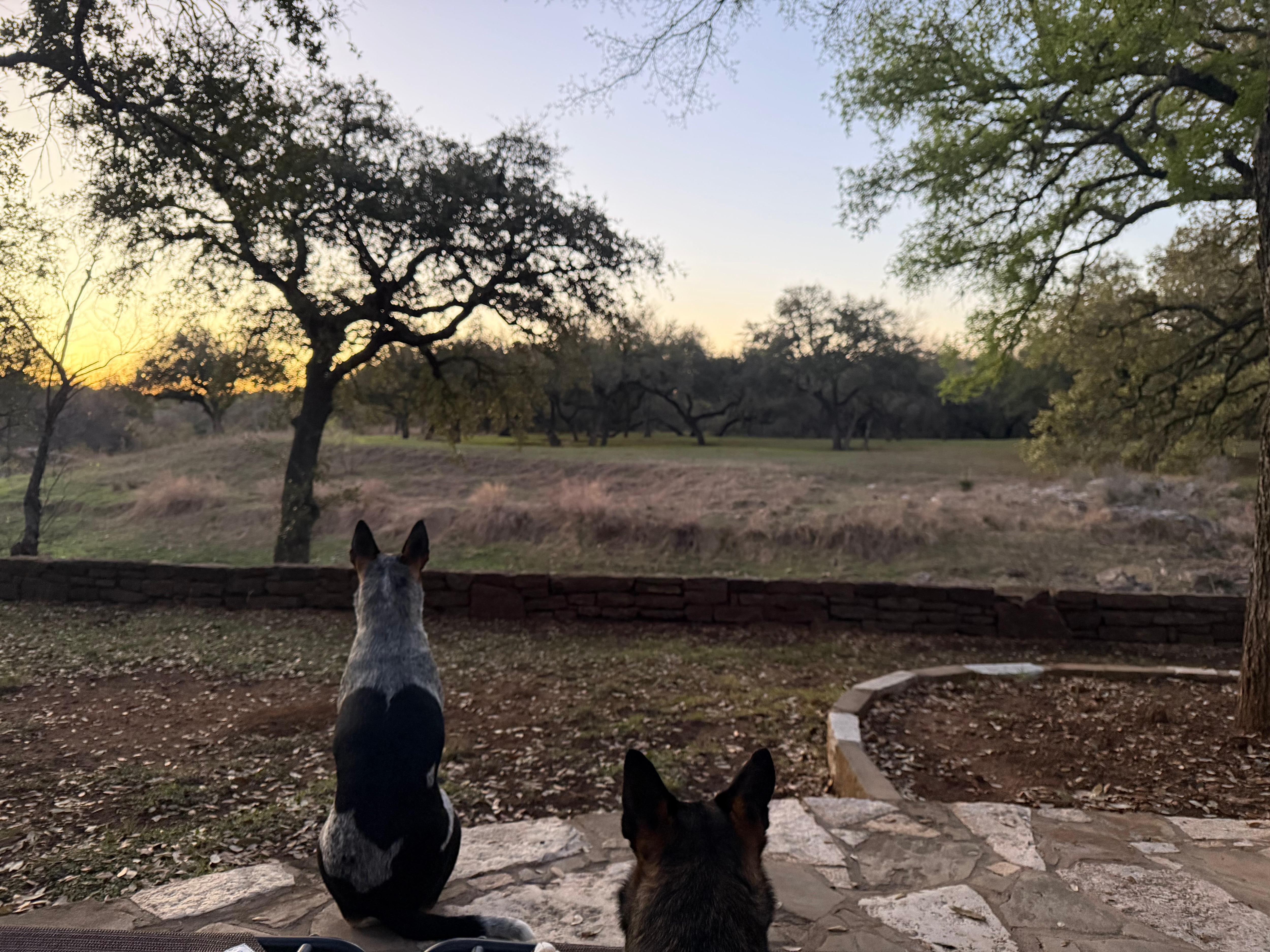 Our dogs loved the view as well. 