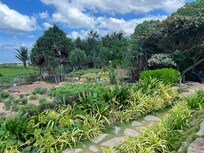 Hotellets kjøkkenhage.