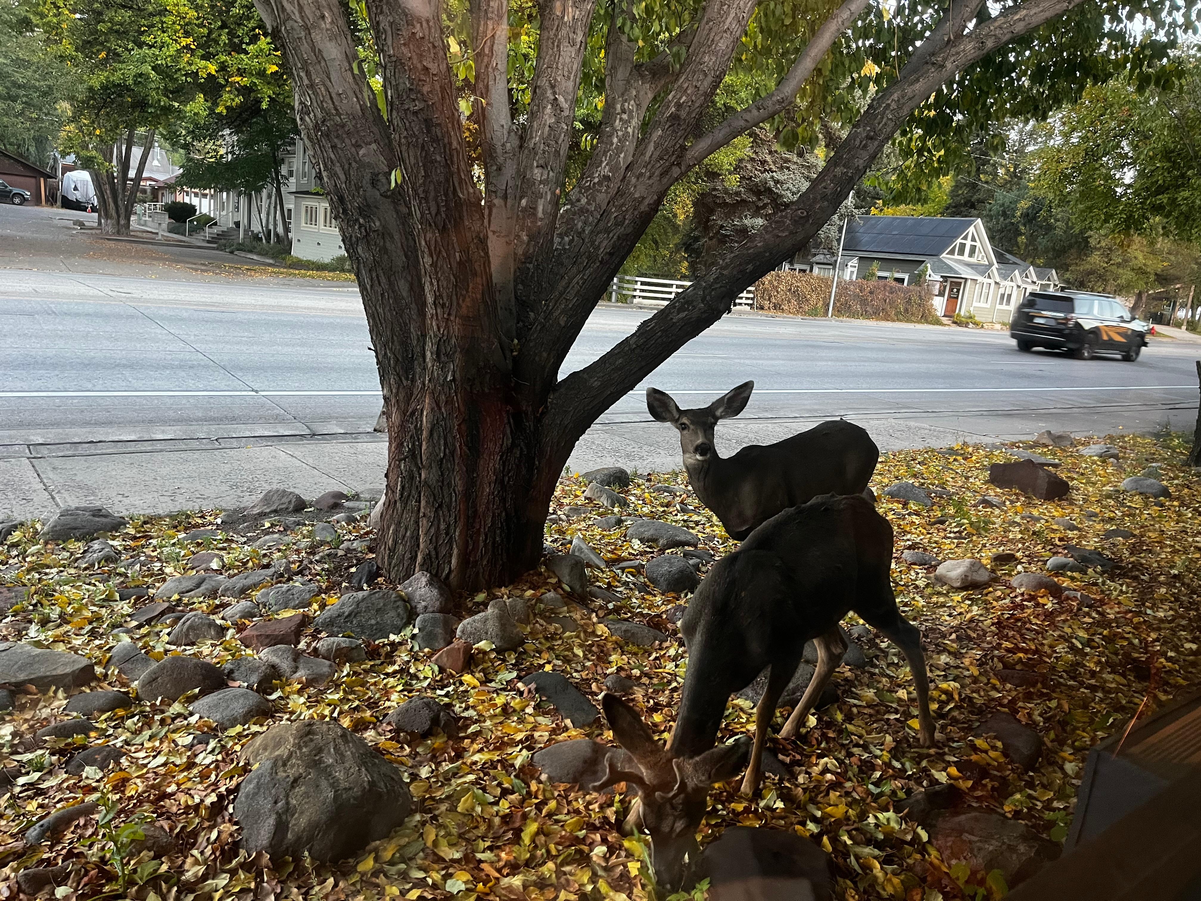 View from the breakfast-Room/kitchen