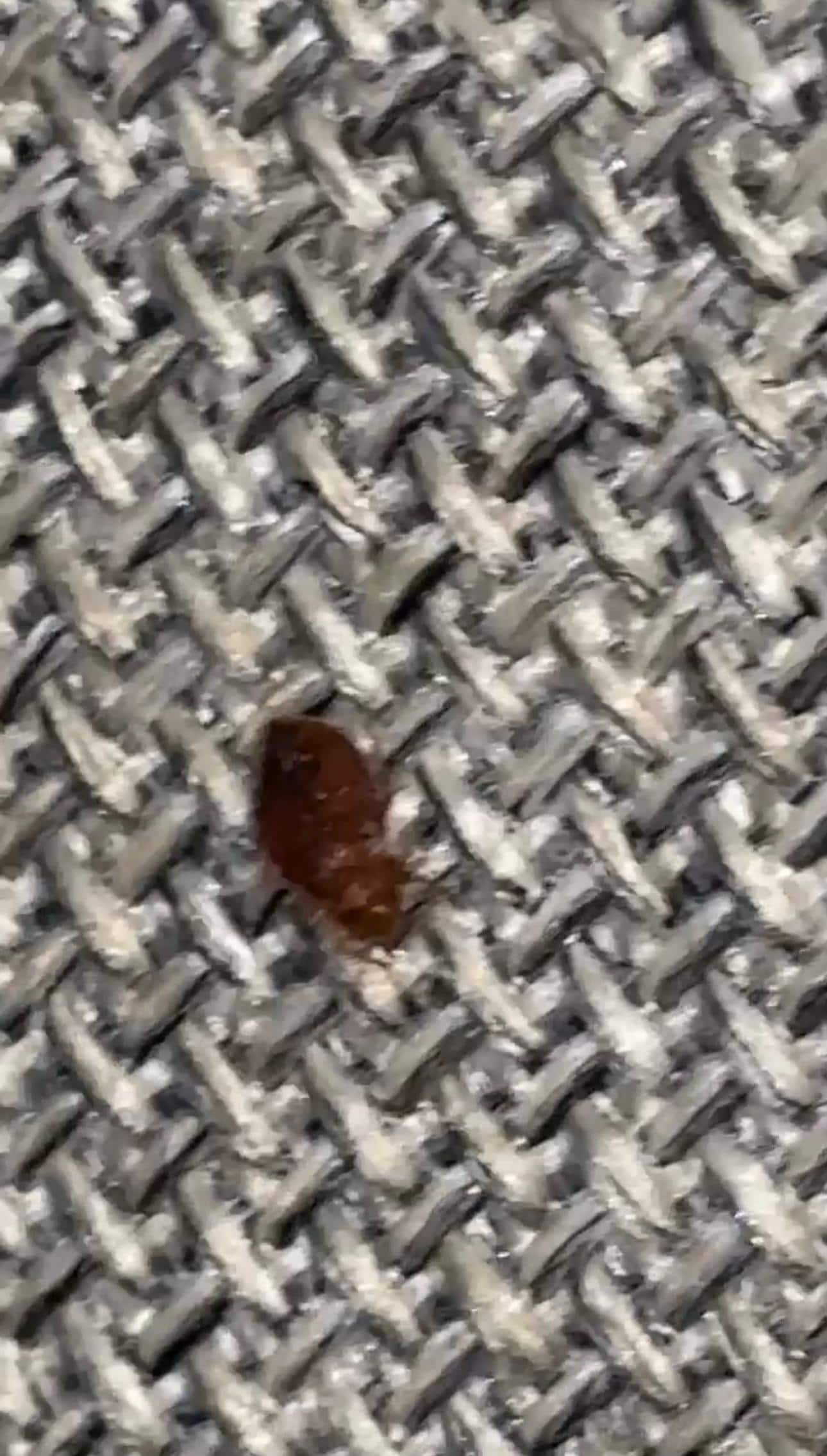 bed bug on couch 
