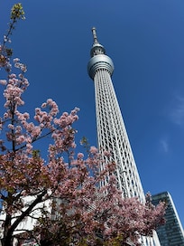 Cerca esta este arbol muy concurrido para la fotos del Zakura