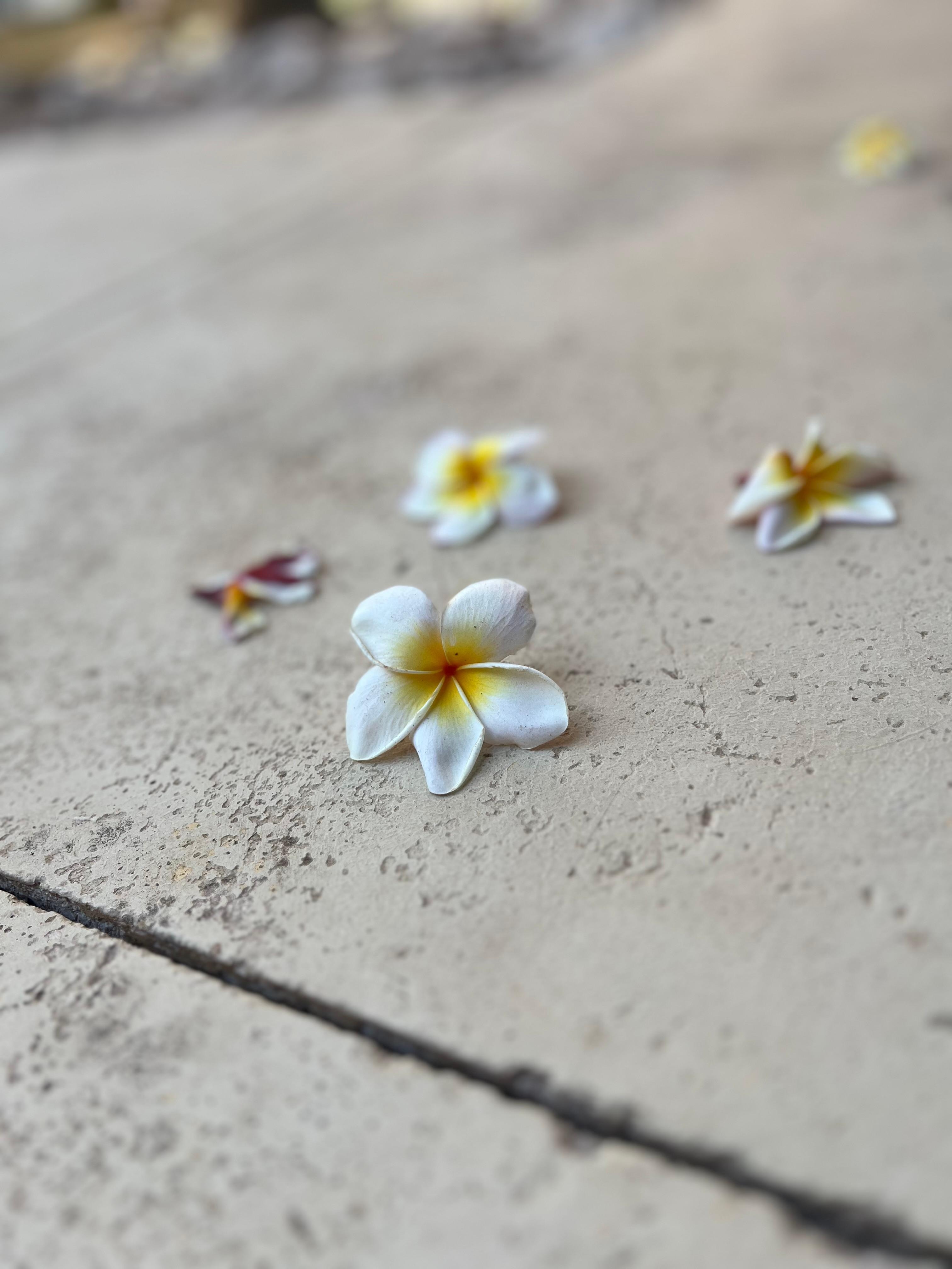 Beautiful plumeria flowers from the tree in the backyard.