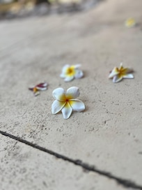 Beautiful plumeria flowers from the tree in the backyard.