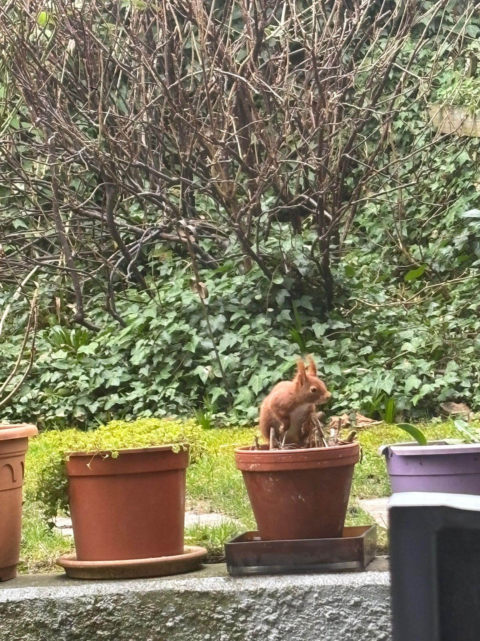 Ein freches Eichhörnchen hat auch gerne im Garten vorbei geschaut.