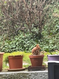 Ein freches Eichhörnchen hat auch gerne im Garten vorbei geschaut.