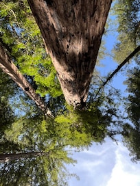 Thru the Redwoods