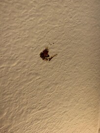 smashed bug on wall
