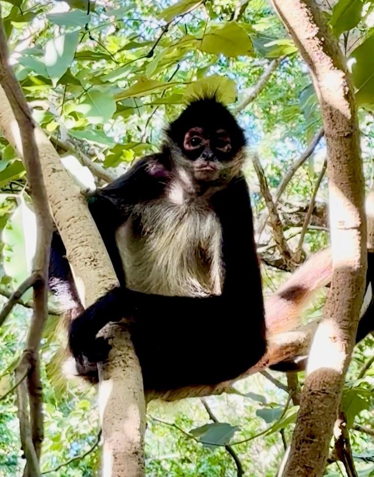 Another spider monkey visiting. 