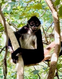 Another spider monkey visiting.