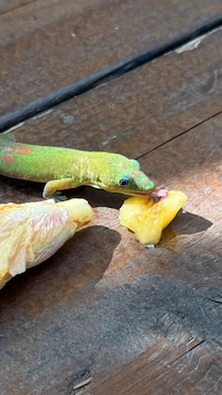 Deck visitor