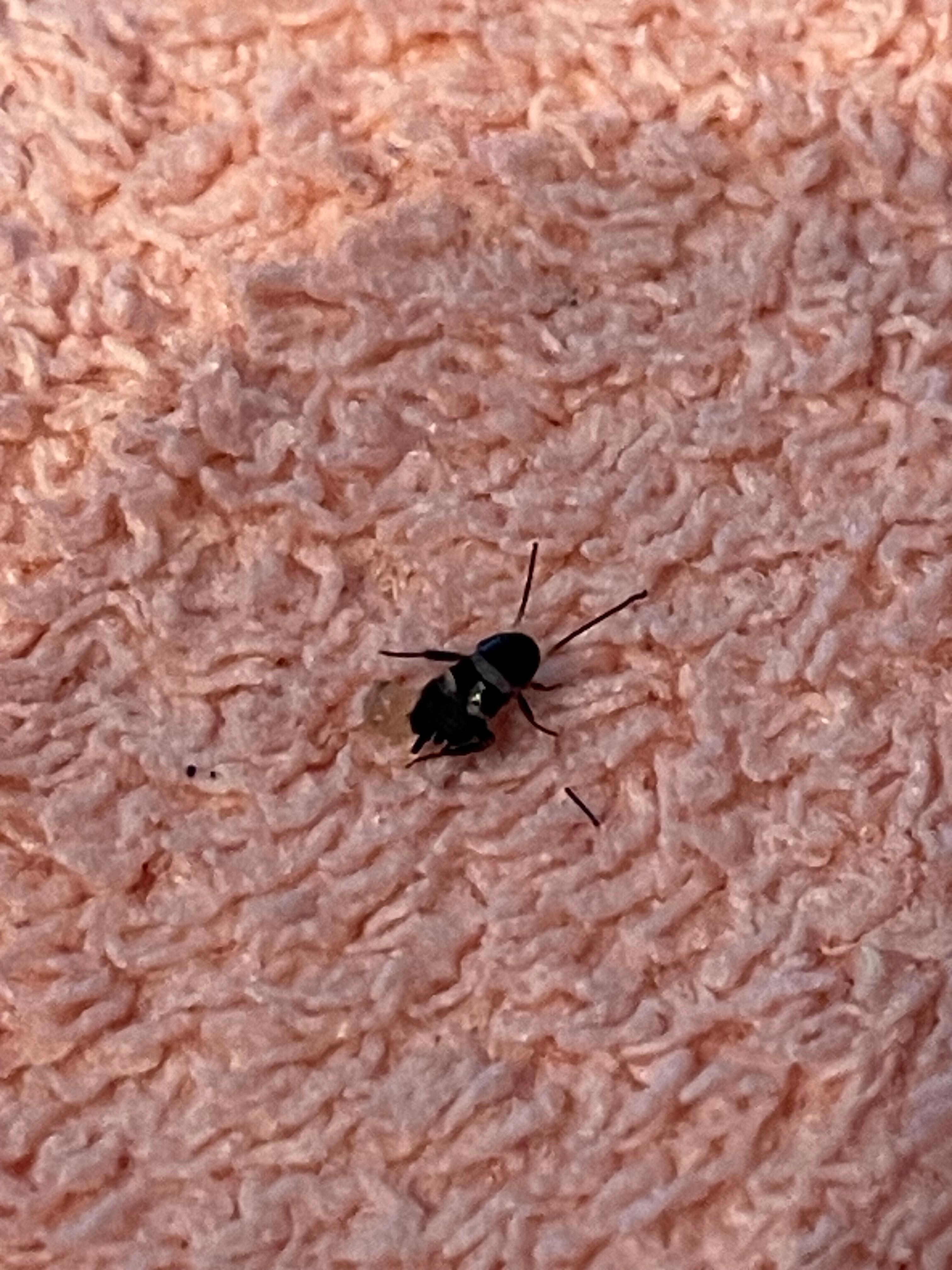 Not sure, might be a baby roach?