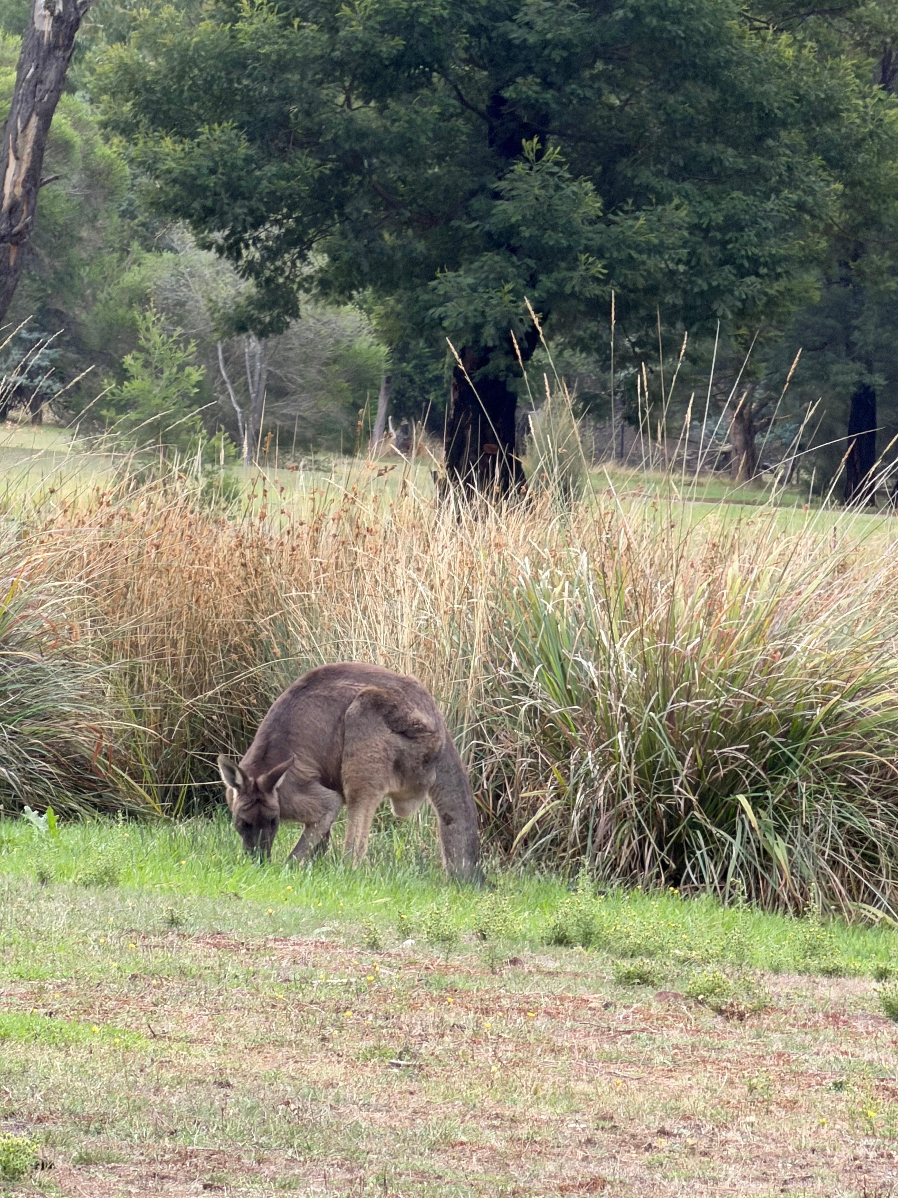 Kangaroos all around