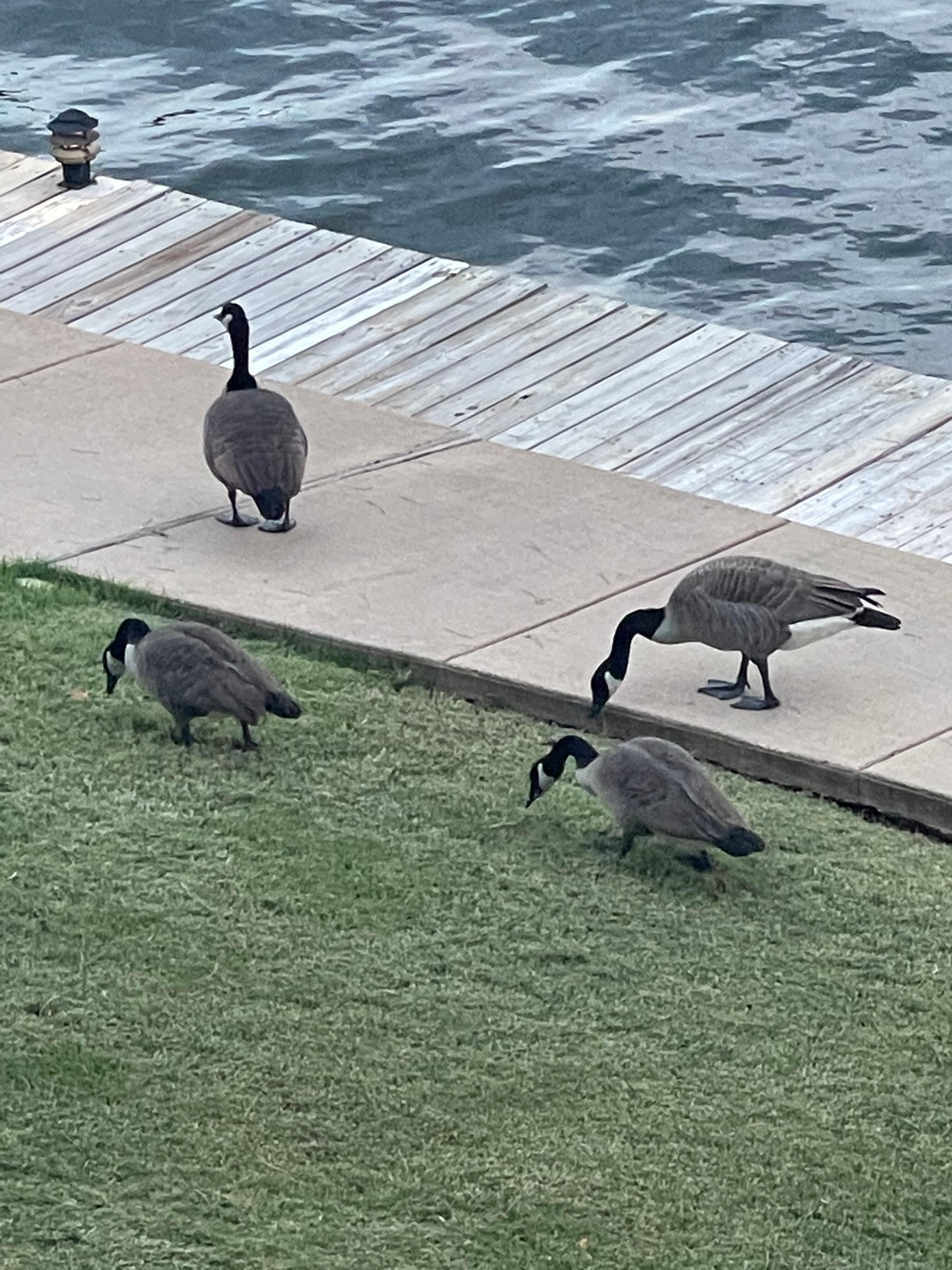 Love the geese