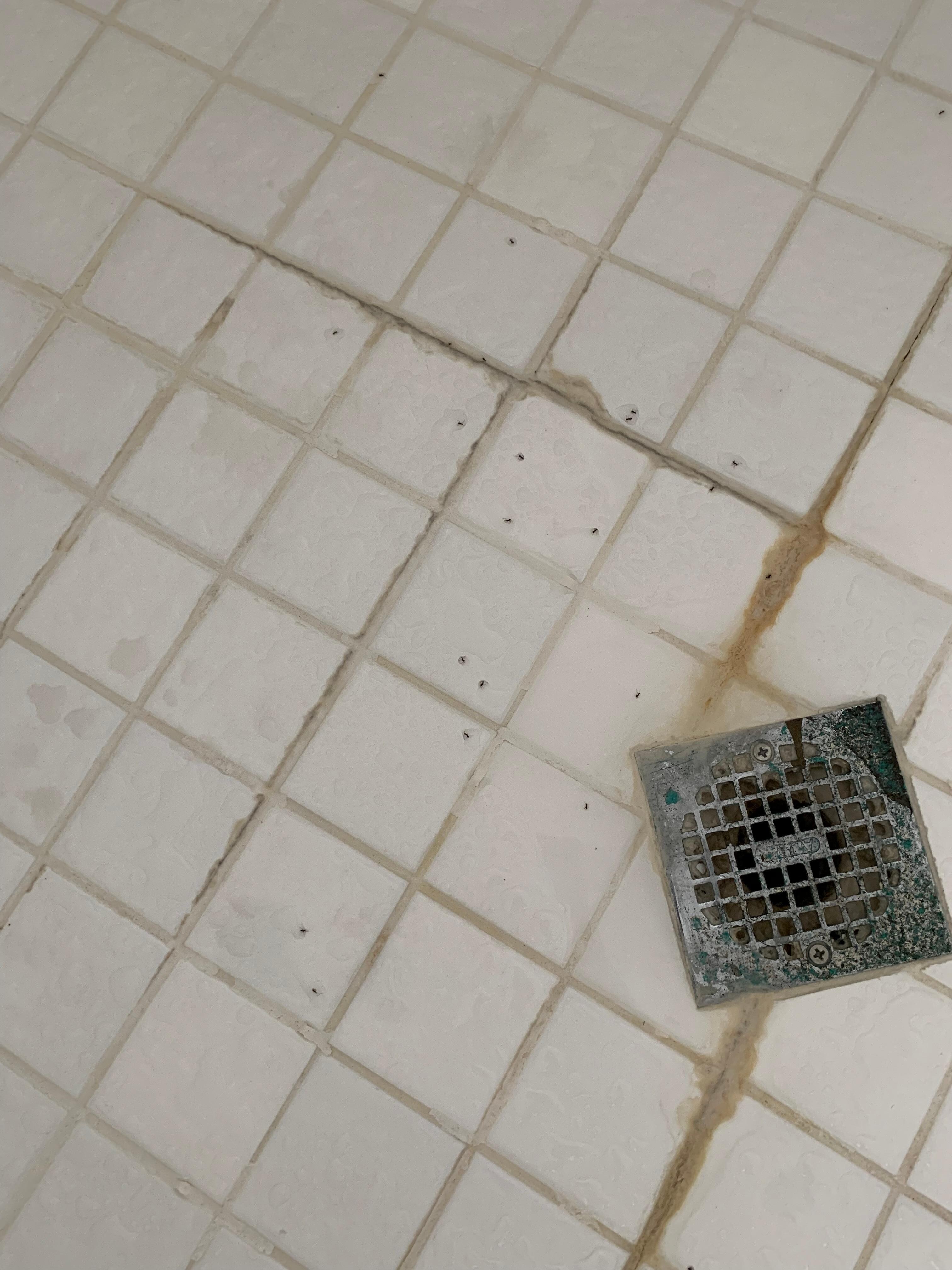 Ants in the shower 