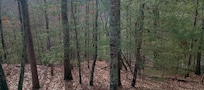 View out tback