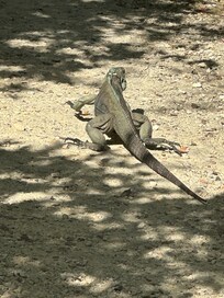 Blue Iguana