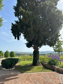 Utsikten på gården