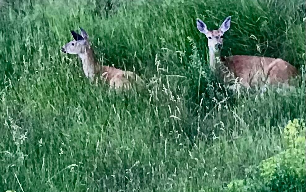 Deer in the grass on the hillside below the house, visible from the deck