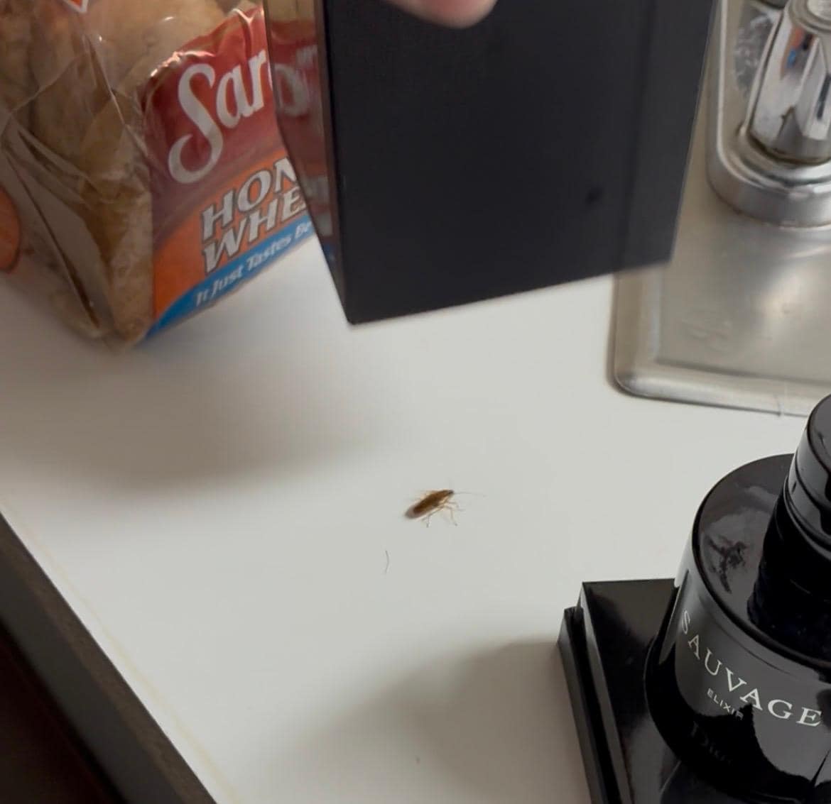 1 of 10 roaches found