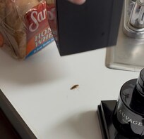 1 of 10 roaches found