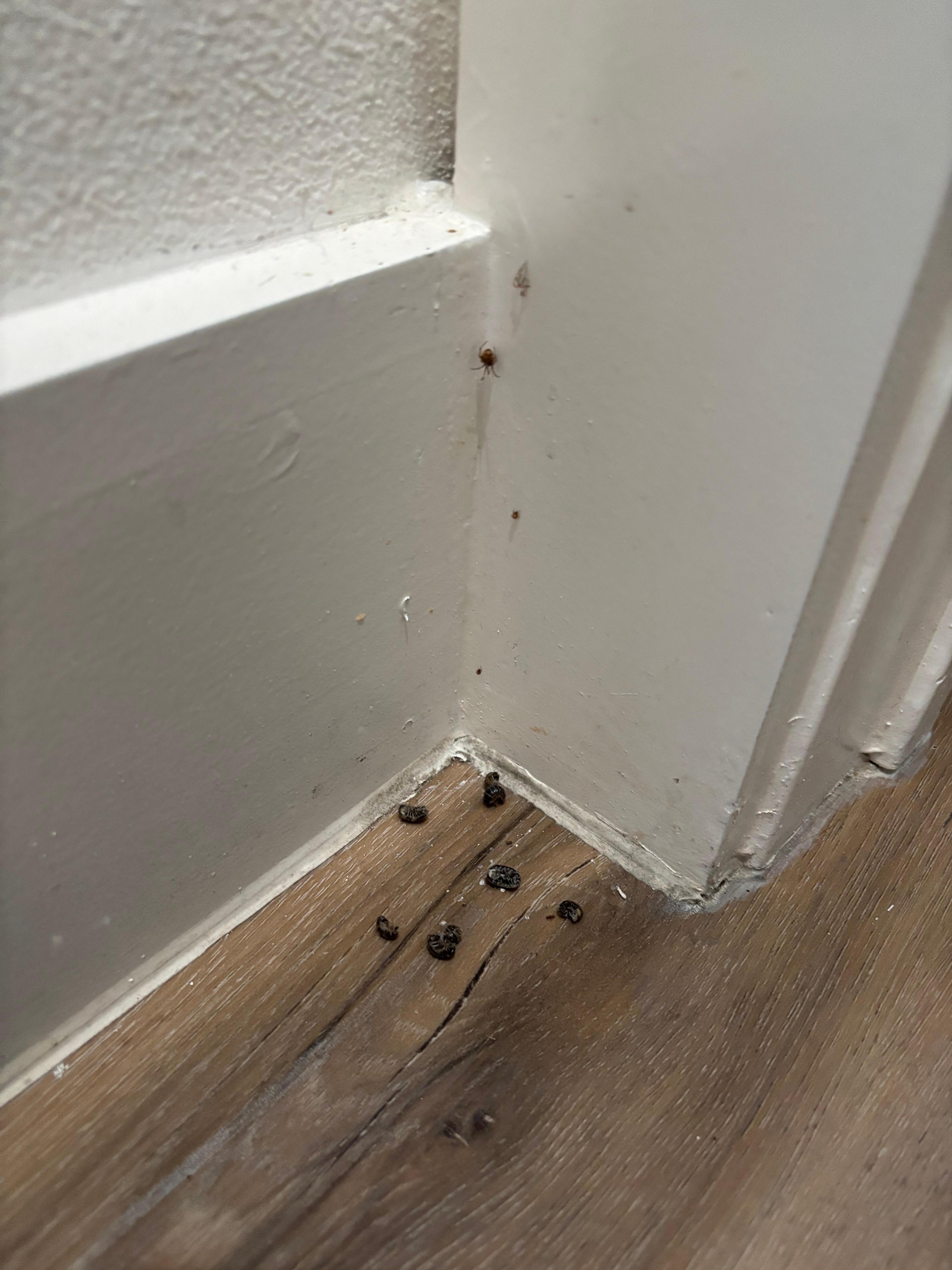 Dead bugs