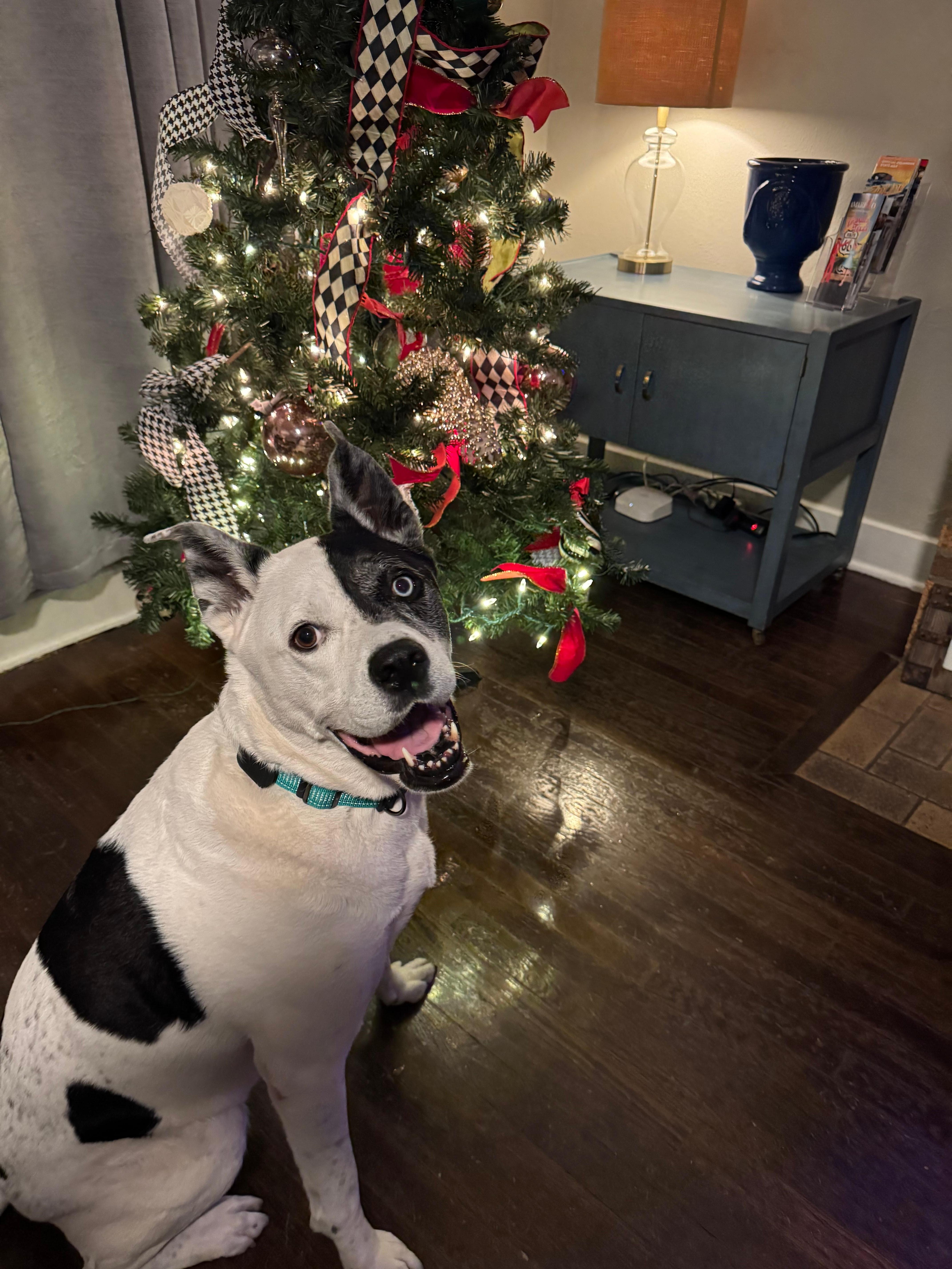 First picture I got to take of Oak Lee (adopted 3 weeks before this trip) in front of a Christmas tree. 