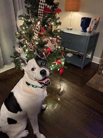 First picture I got to take of Oak Lee (adopted 3 weeks before this trip) in front of a Christmas tree.