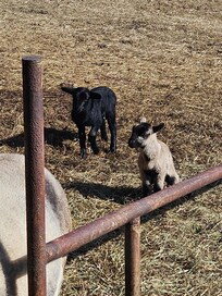 These cuties were born the week before we arrived .